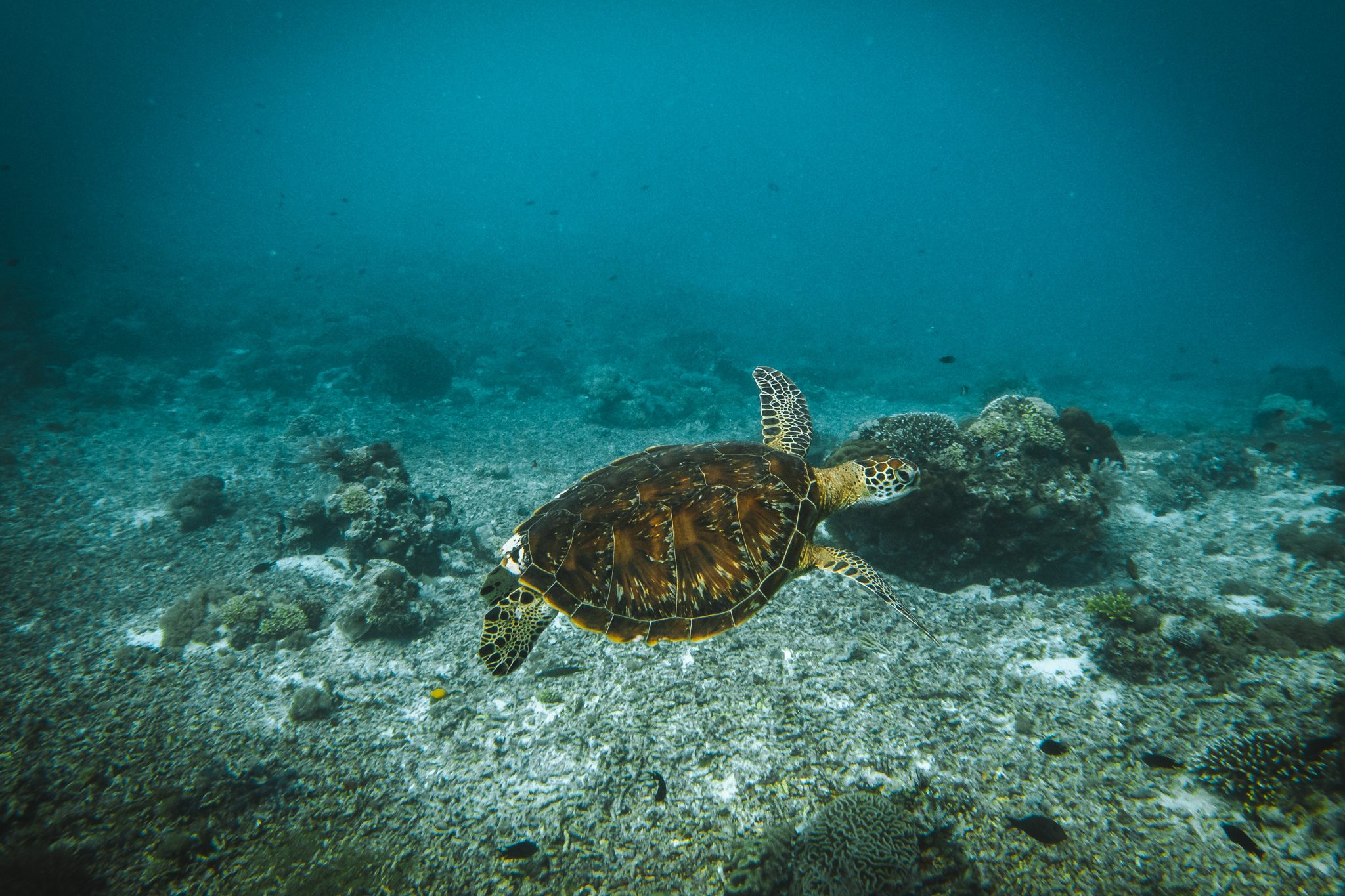 tortue